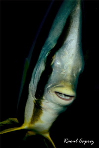 Smiling batfish ... by Raoul Caprez 